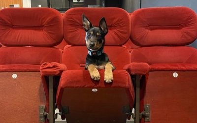 GMAC’s Secret Cinema (dog friendly!)